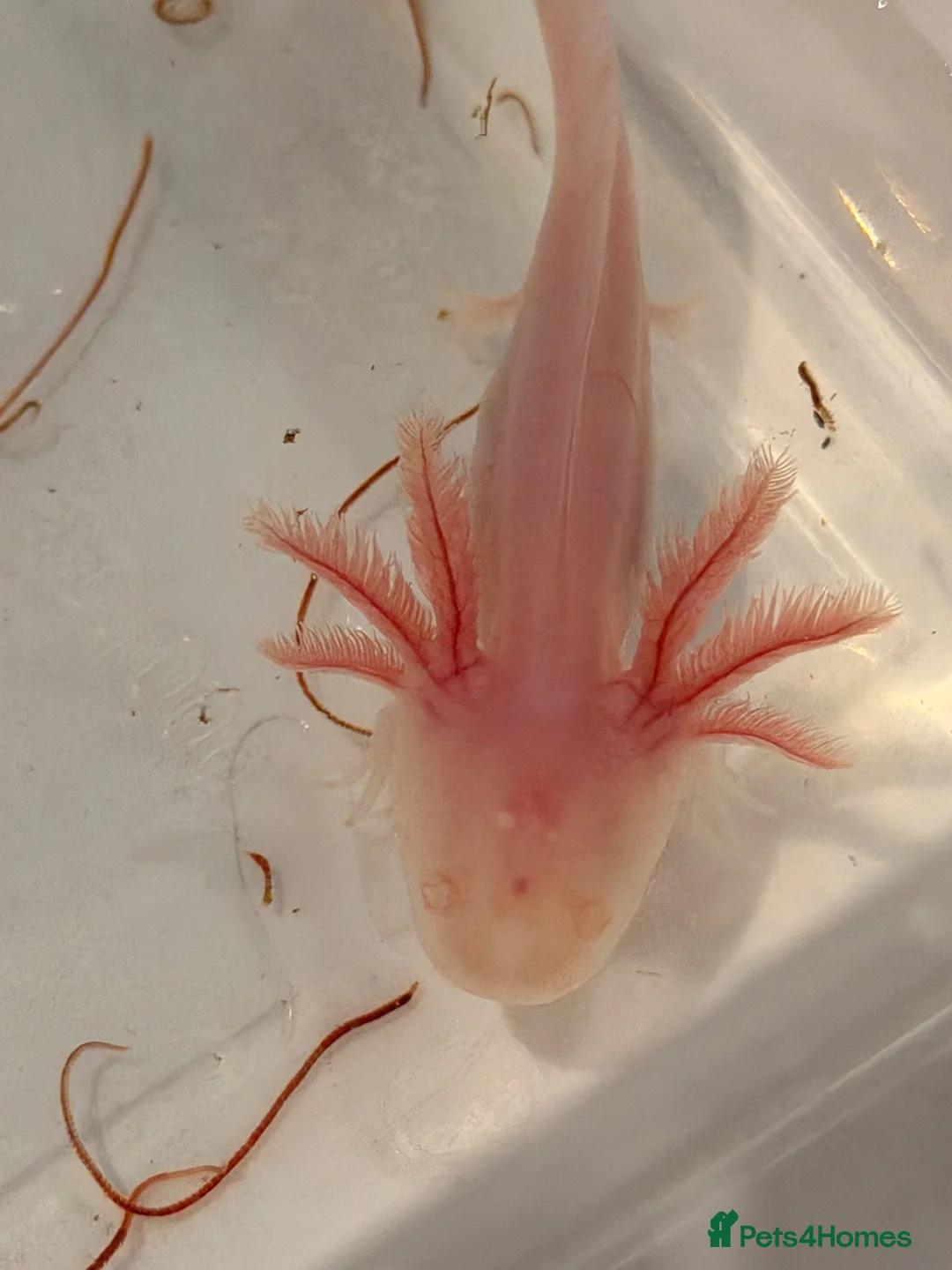 Axolotl reptiles for sale: 12 Axolotls ready to go 3 months old  - Advert 1