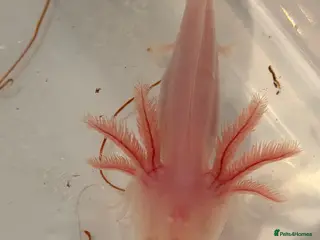 Axolotl reptiles 12 Axolotls ready to go 3 months old - Advert 1