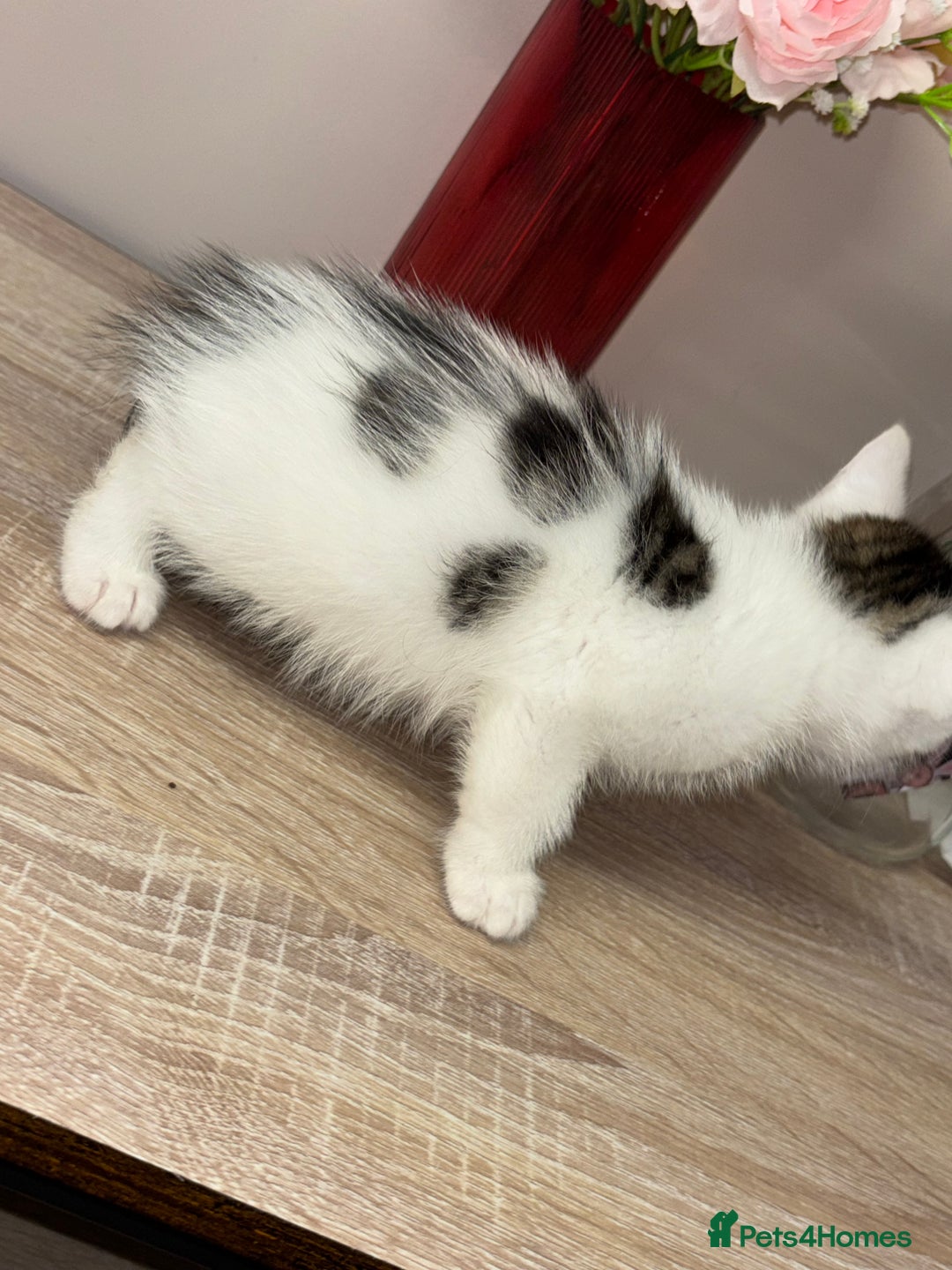 Ragdoll cats for sale: Beautiful main coon X ragdoll kittens - Image 10
