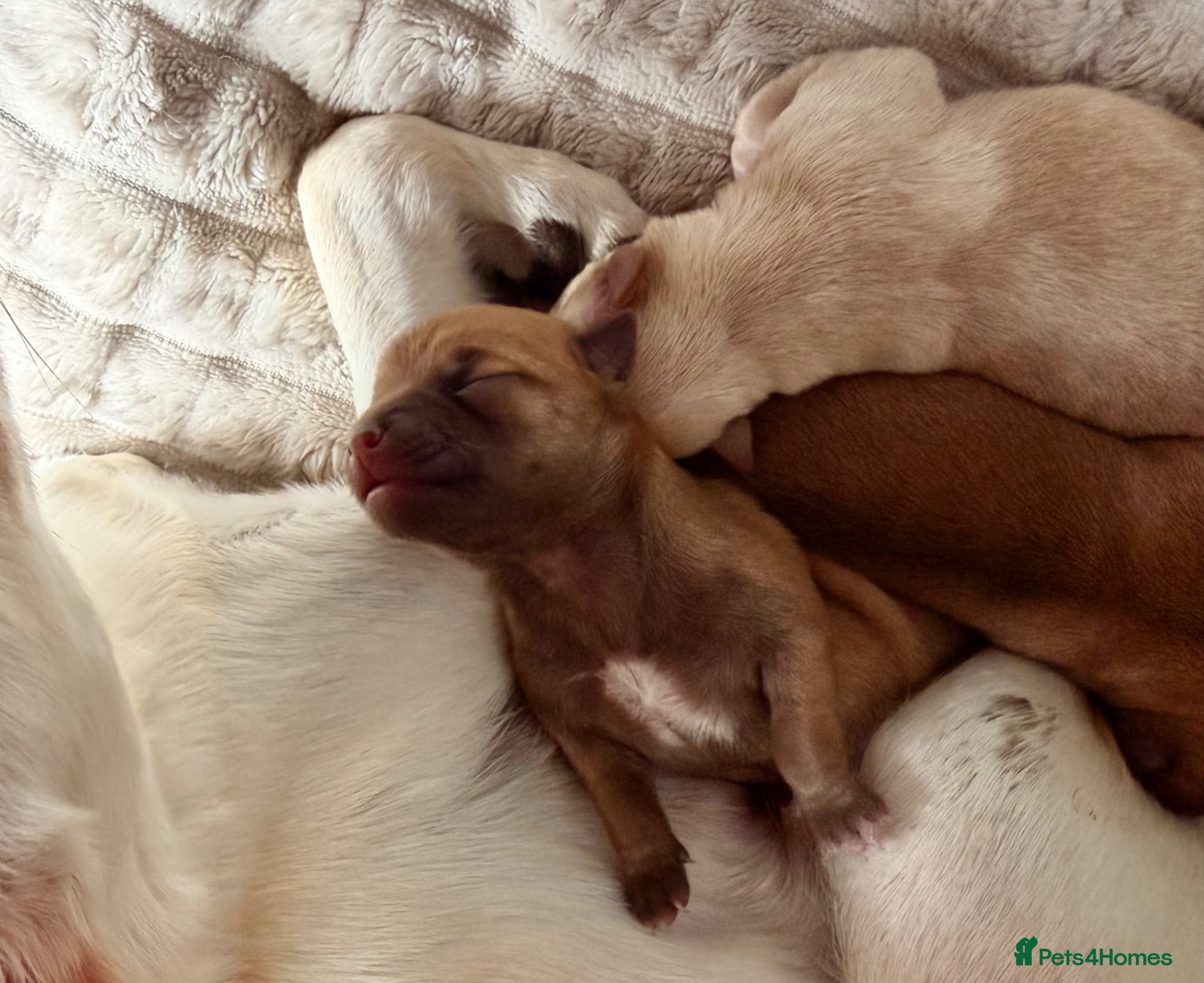 Chihuahua dogs for sale: Three Chihuahua Pup Girls  in Telford - Advert 3