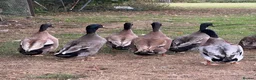 Ducks poultry for sale: Stunning Runner Ducks for sale in Eye - Advert 5
