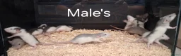 Rat rodents for sale: Baby Dumbo Rat's, Natural , Rex , Nakeds  - Advert 19