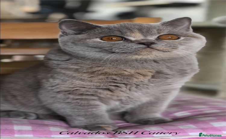 British Shorthair cats Beautiful BSH lilac Tortie girl for sale - Advert 1