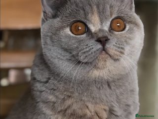 British Shorthair cats Beautiful BSH lilac Tortie girl for sale - Advert 2