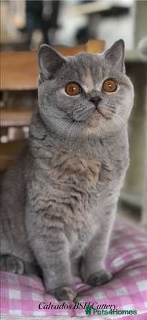 British Shorthair cats Beautiful BSH lilac Tortie girl for sale - Advert 2