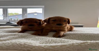 Golden Retriever dogs - Advert 1
