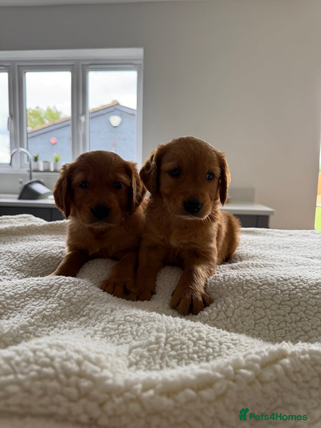 Golden Retriever dogs for sale: KC REG DARK RED GOLDEN RETRIEVER PUPPIES  - Image 8