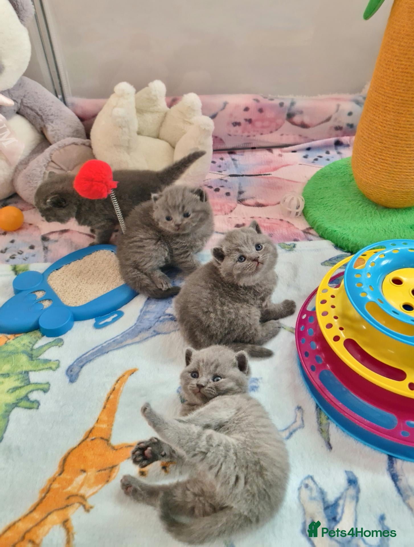 British Shorthair cats 🎄🎅BritishShorthair kittens GCCF, Full vaccin.  - Advert 2