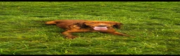 Cocker Spaniel dogs for sale: Lovely cockerspaniel puppy  - Advert 2