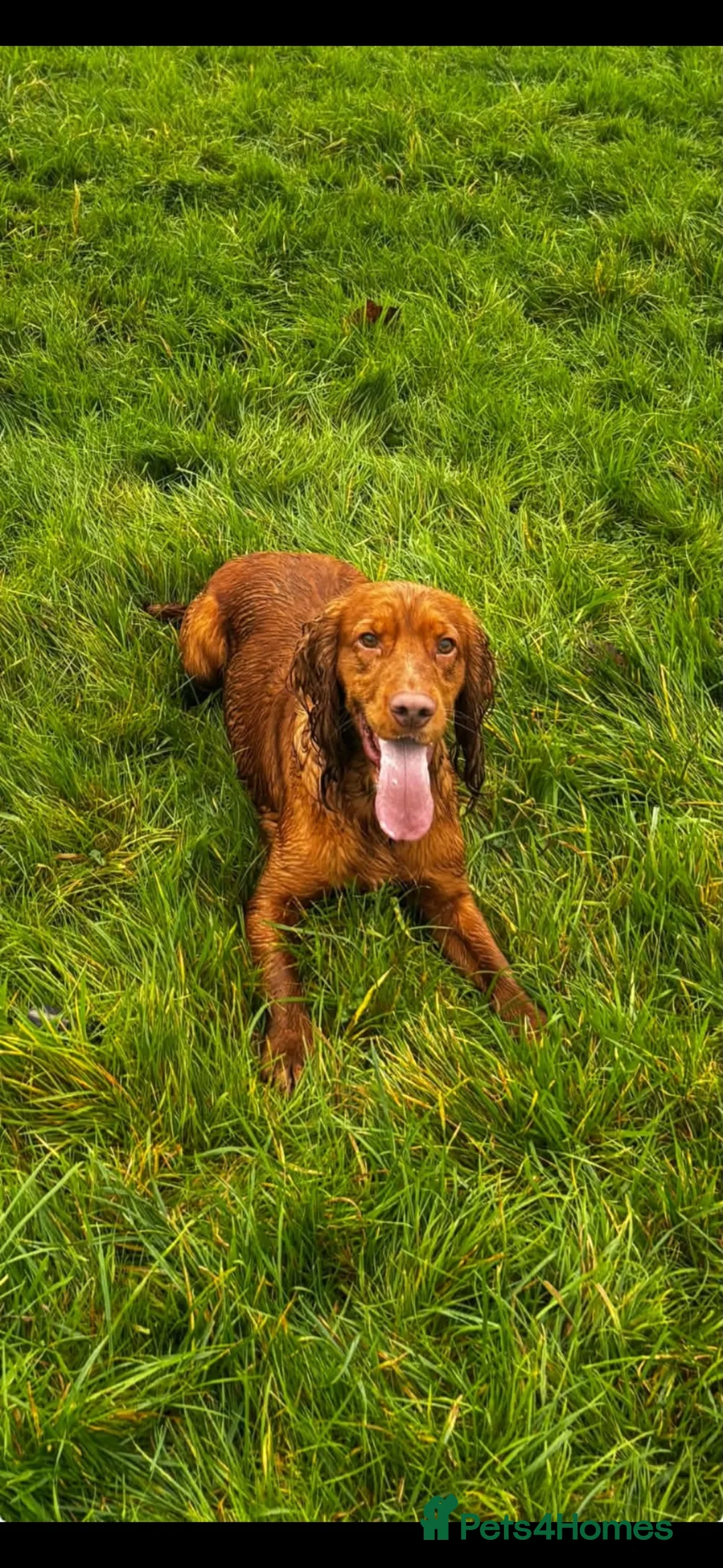 Cocker Spaniel dogs for sale: Lovely cockerspaniel puppy  - Advert 2