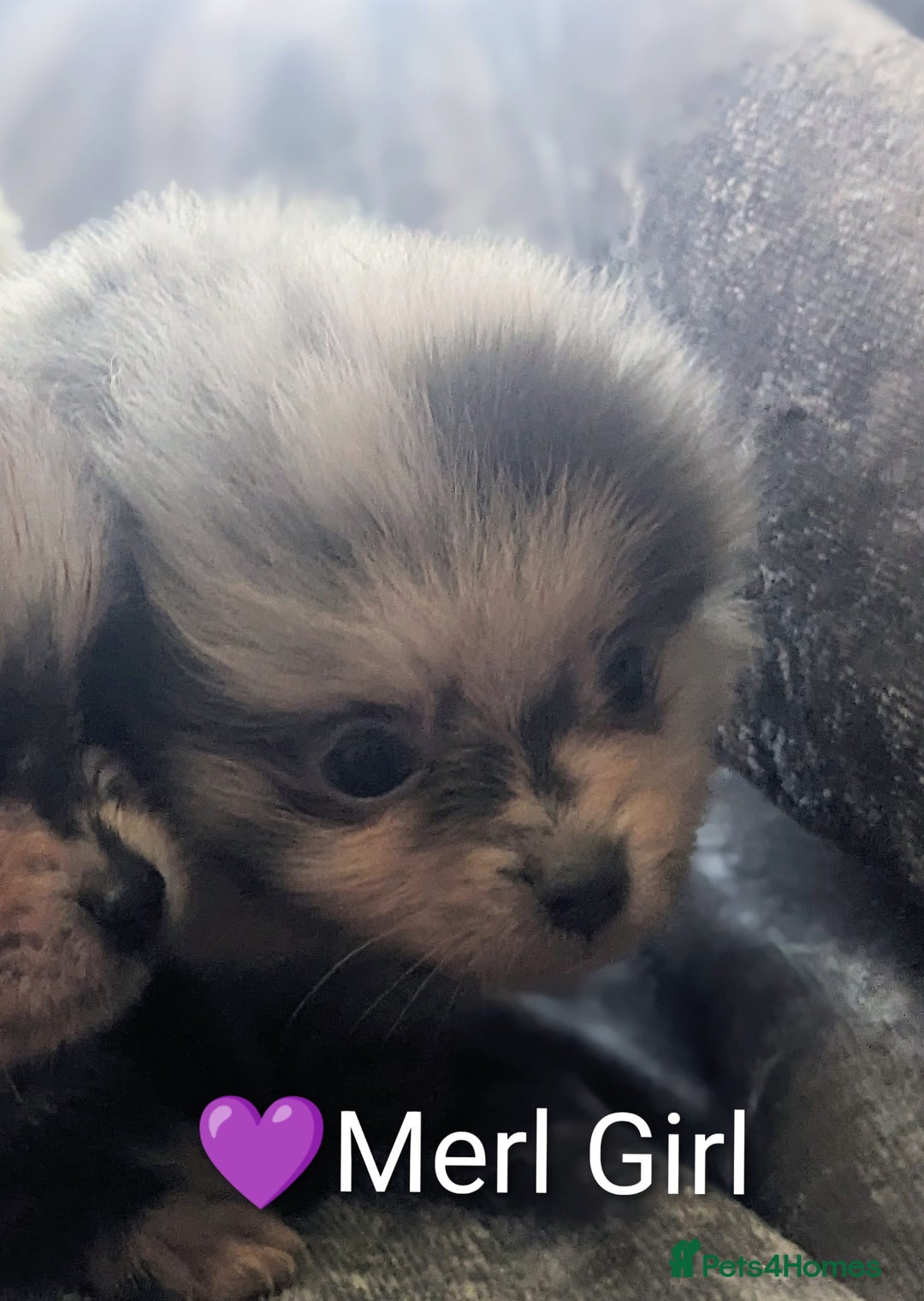 Pomeranian dogs for sale: Pomeranian Blue girl left!   - Advert 28