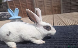 Rex rabbits for sale: Mini rex rabbit for sale - Image 2