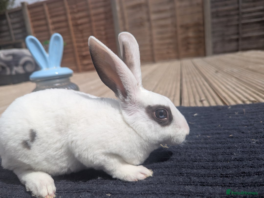 Rex rabbits for sale: Mini rex rabbit for sale - Image 2
