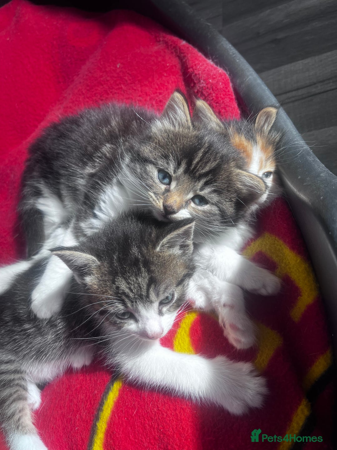 Mixed Breed cats for sale: Beautiful Playful Kittens - Image 11