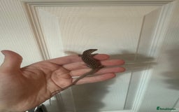 Monitor reptiles for sale: Last baby Red Ackie monitor  - Image 2