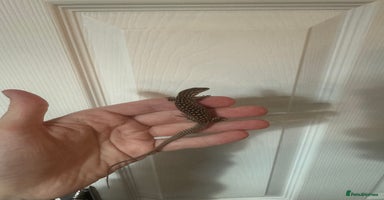 Monitor reptiles - Advert 9