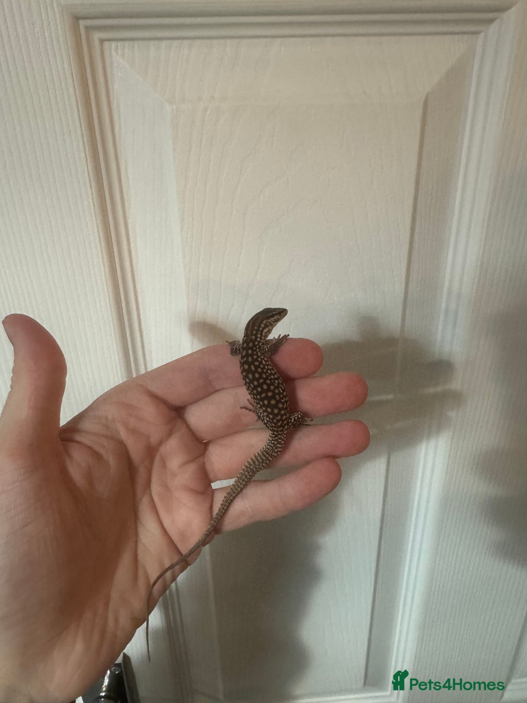 Monitor reptiles for sale: Last baby Red Ackie monitor  - Image 2