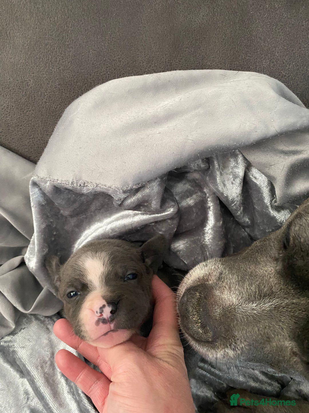 Staffordshire Bull Terrier dogs for sale: Blue Staffordshire bullterrier  - Image 2