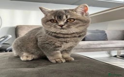 British Shorthair cats for sale: Female British Shorthair - Image 2