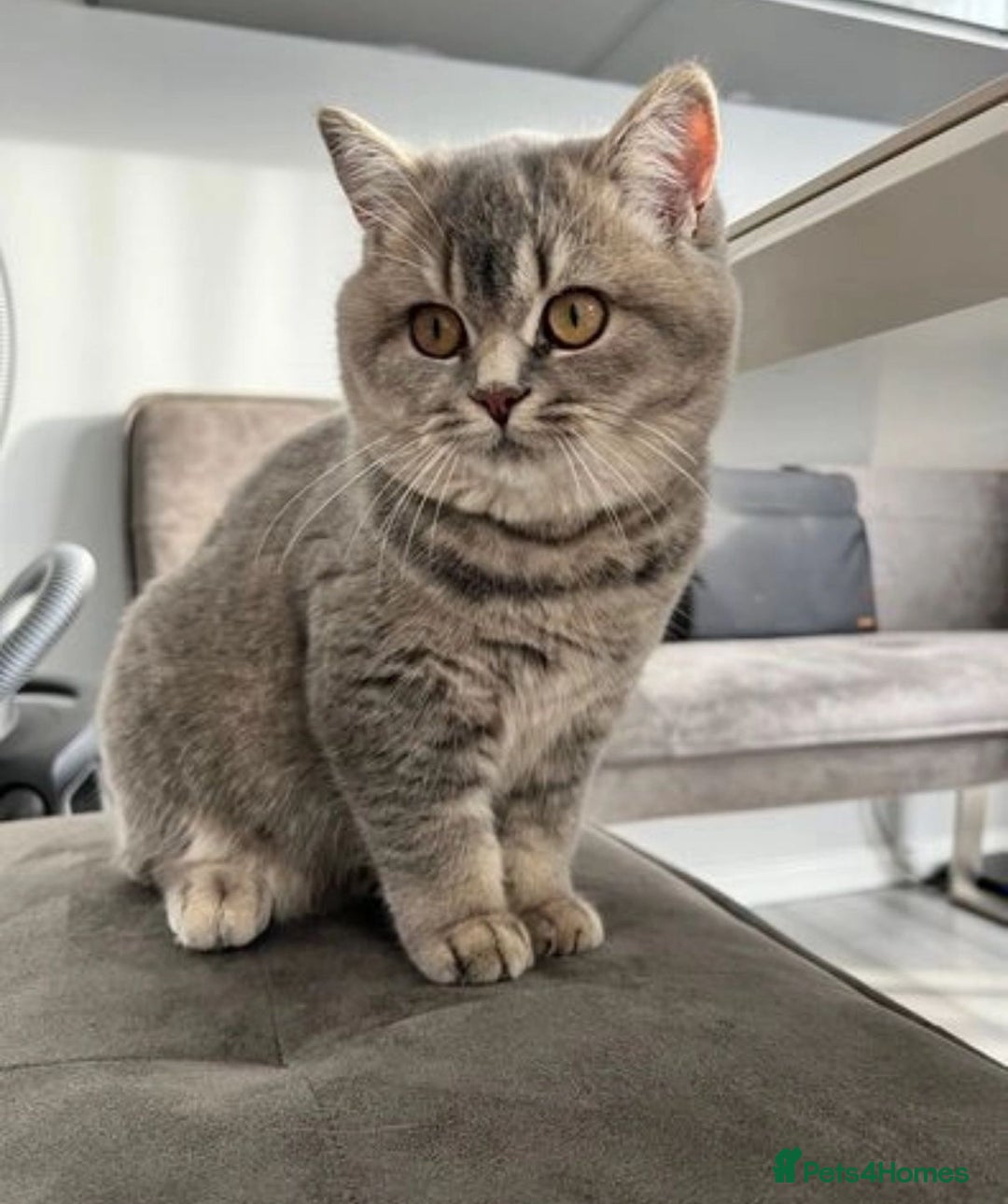 British Shorthair cats for sale: Female British Shorthair - Image 2
