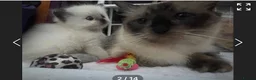 Ragdoll cats for sale: 6th Generation*Pedigree Ragdoll Kittens GCCF&TICA - Advert 3
