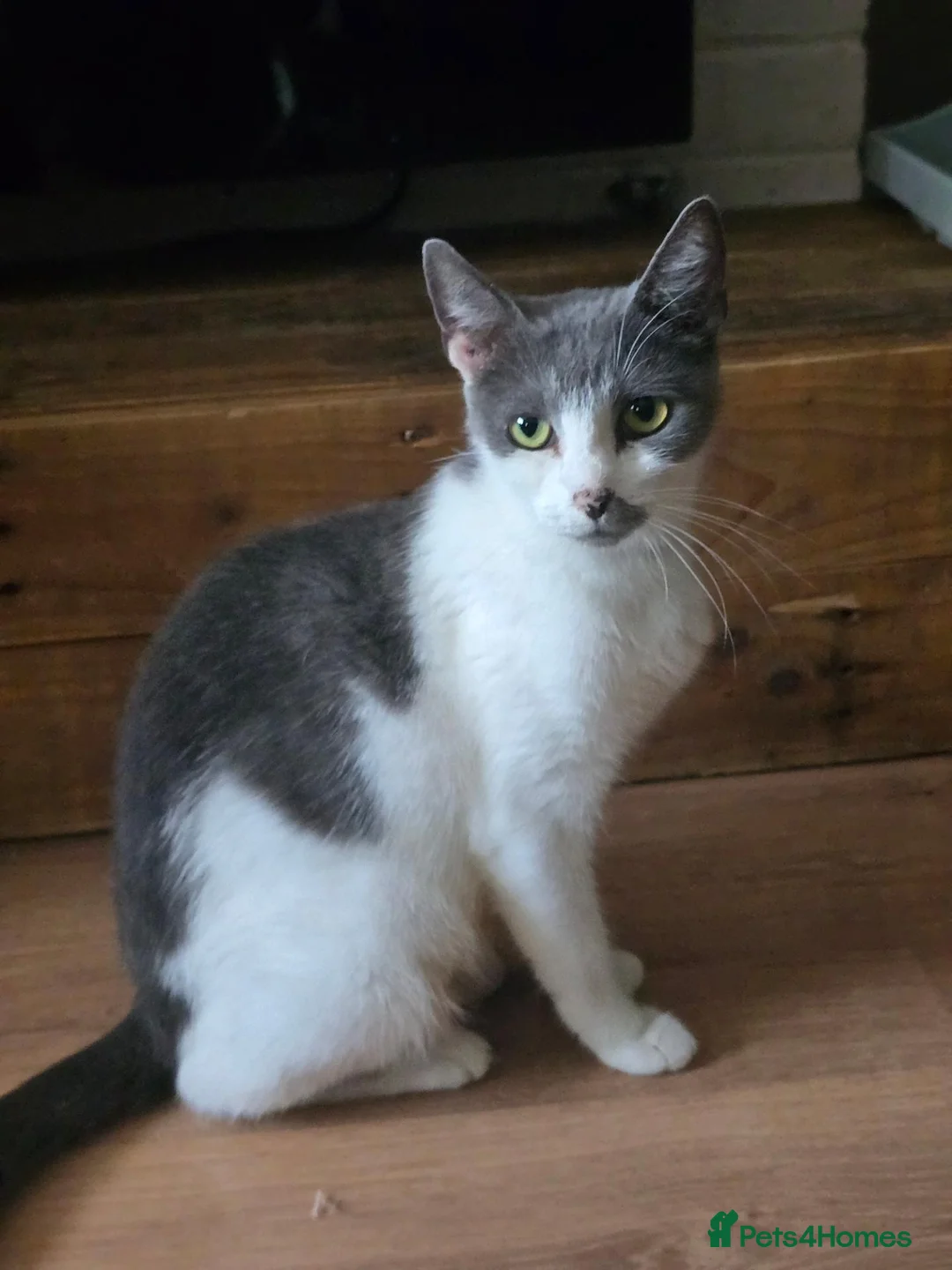 Mixed Breed cats for sale: Gorgeous playfull kittens - Advert 12