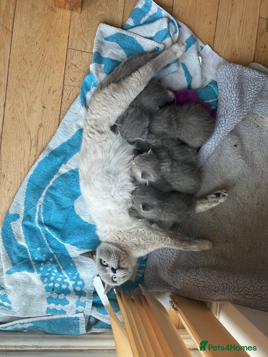 British Shorthair cats for sale: Stunning British Blue Short Hair Kittens - Image 2