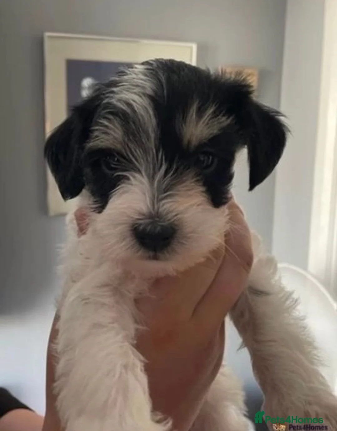 Miniature Schnauzer dogs for stud: KCChoc/White Miniature Schnauzer Stud MAC BVACLEAR in Coventry - Advert 18
