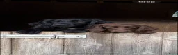 Cocker Spaniel dogs for sale: Gorgeous Working Cocker Spaniel Puppies 🐾 - Advert 13