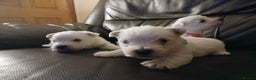 West Highland Terrier dogs for sale: 3 beautiful Westie pups - Advert 8