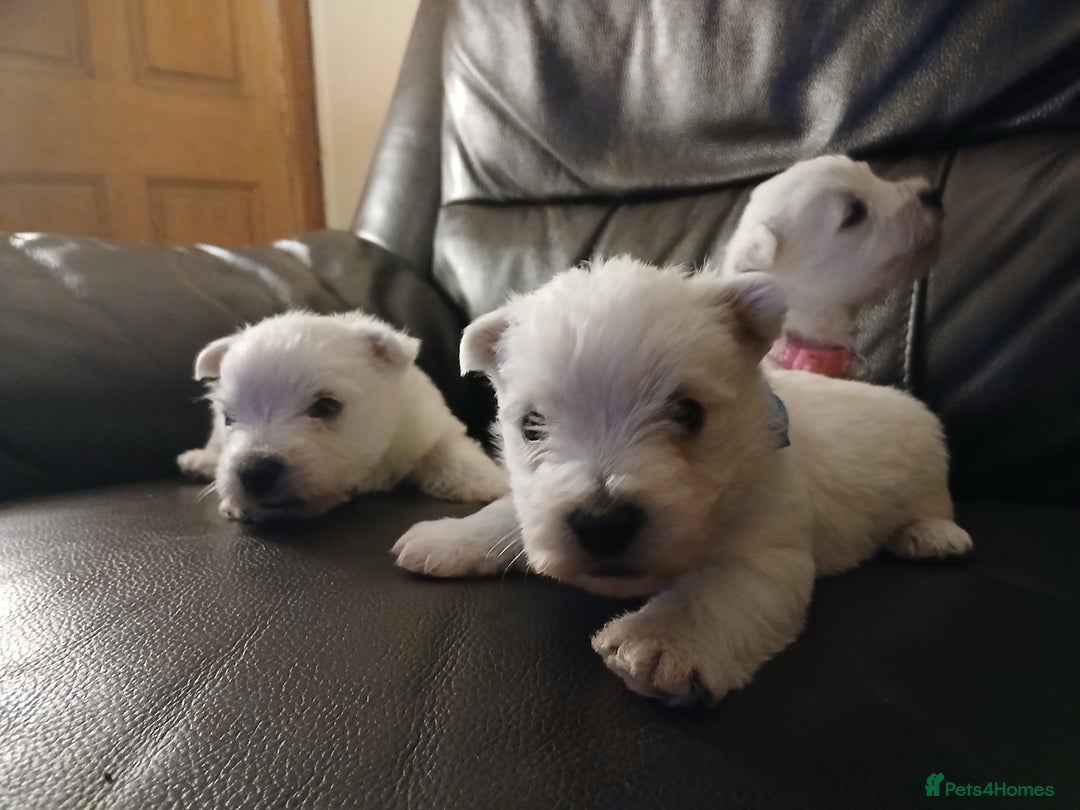 West Highland Terrier dogs for sale: 3 beautiful Westie pups - Advert 8