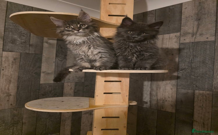 Maine Coon cats - Advert 2