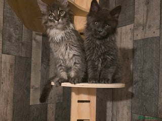 Maine Coon cats - Advert 14