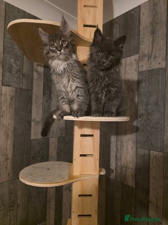 Maine Coon cats - Advert 2