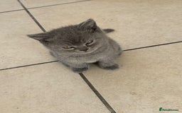 British Shorthair cats for sale: Adorable British short hair kitten- one male left - Image 6