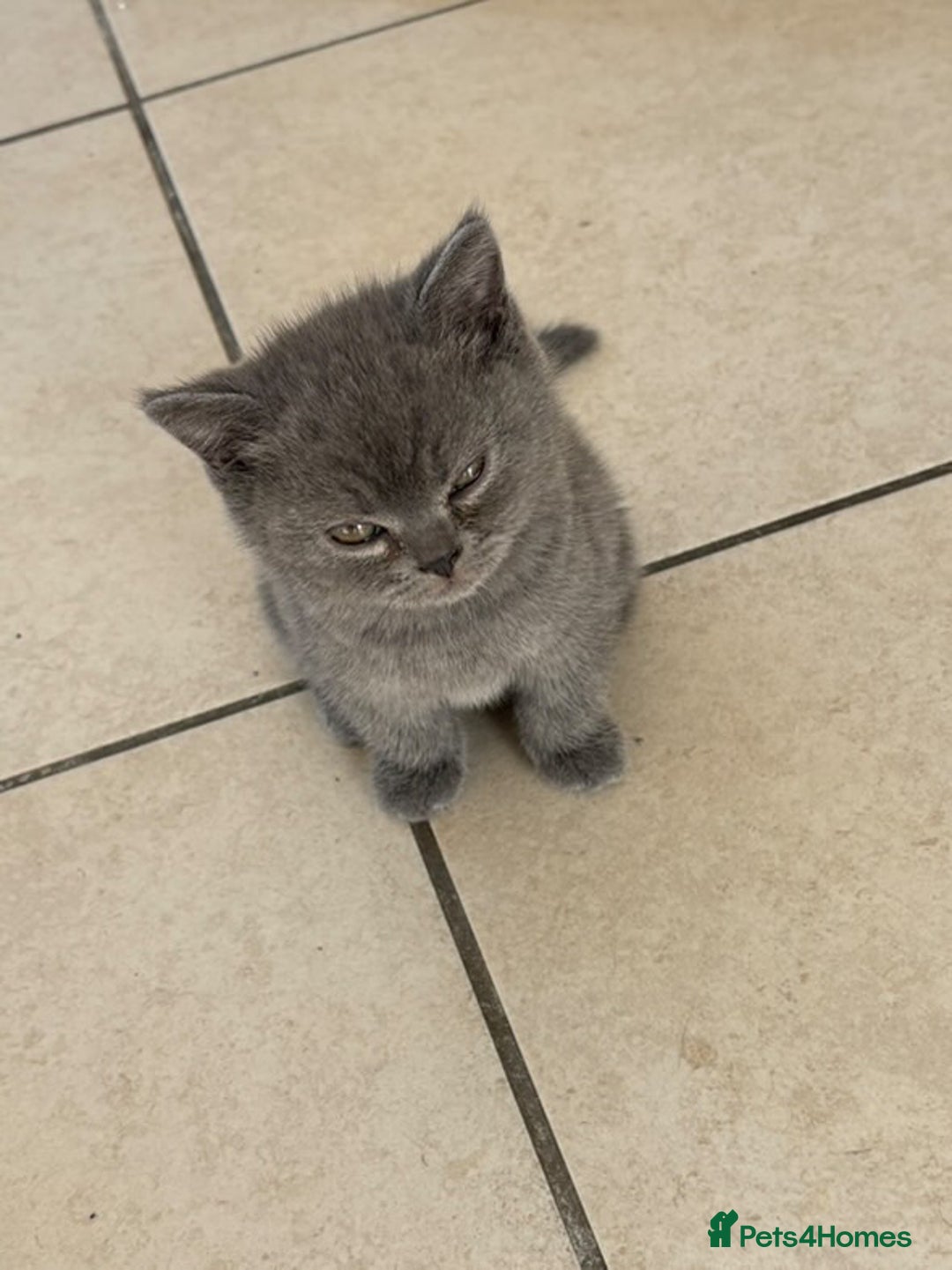 British Shorthair cats for sale: Adorable British short hair kitten- one male left - Image 6