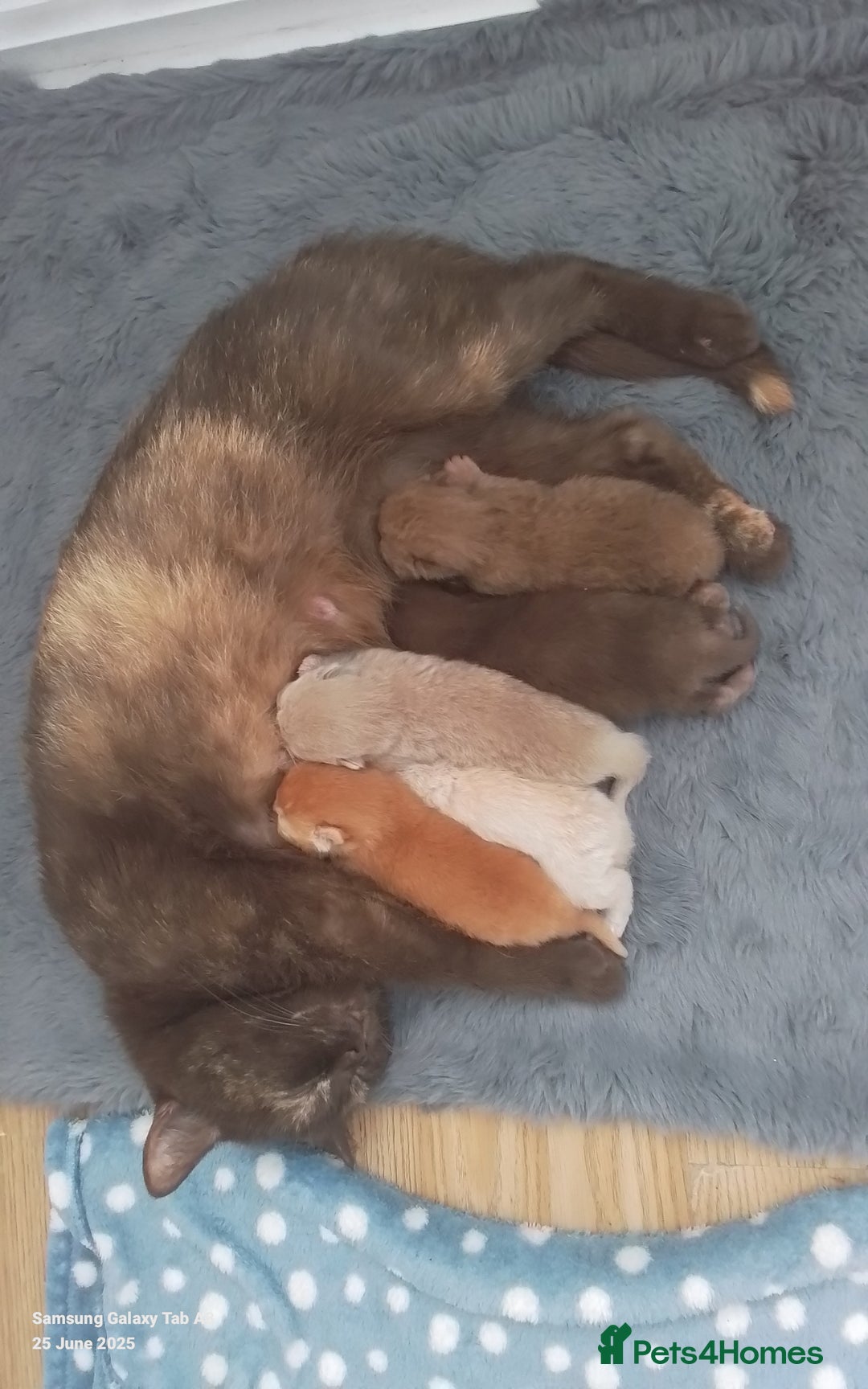 British Shorthair cats for sale: Gccf british shorthair kittens  - Image 10
