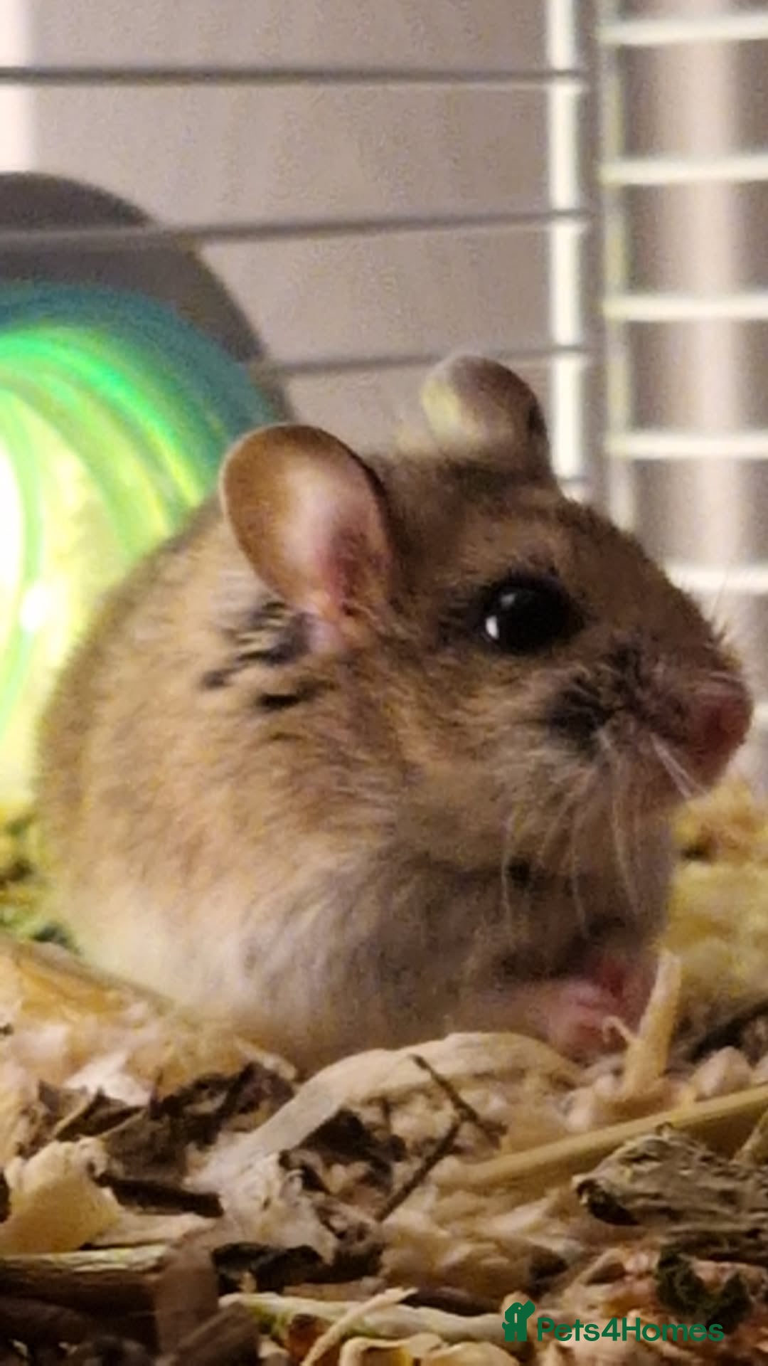 Hamster rodents Chinese Hampster - Advert 2