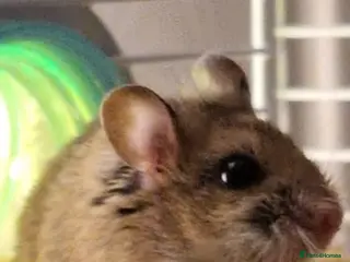 Hamster rodents Chinese Hampster - Advert 10