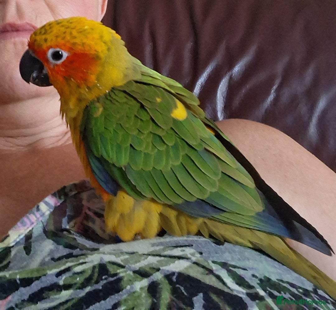 Conures birds for sale: Free flying  baby Sun Conure  - Image 4
