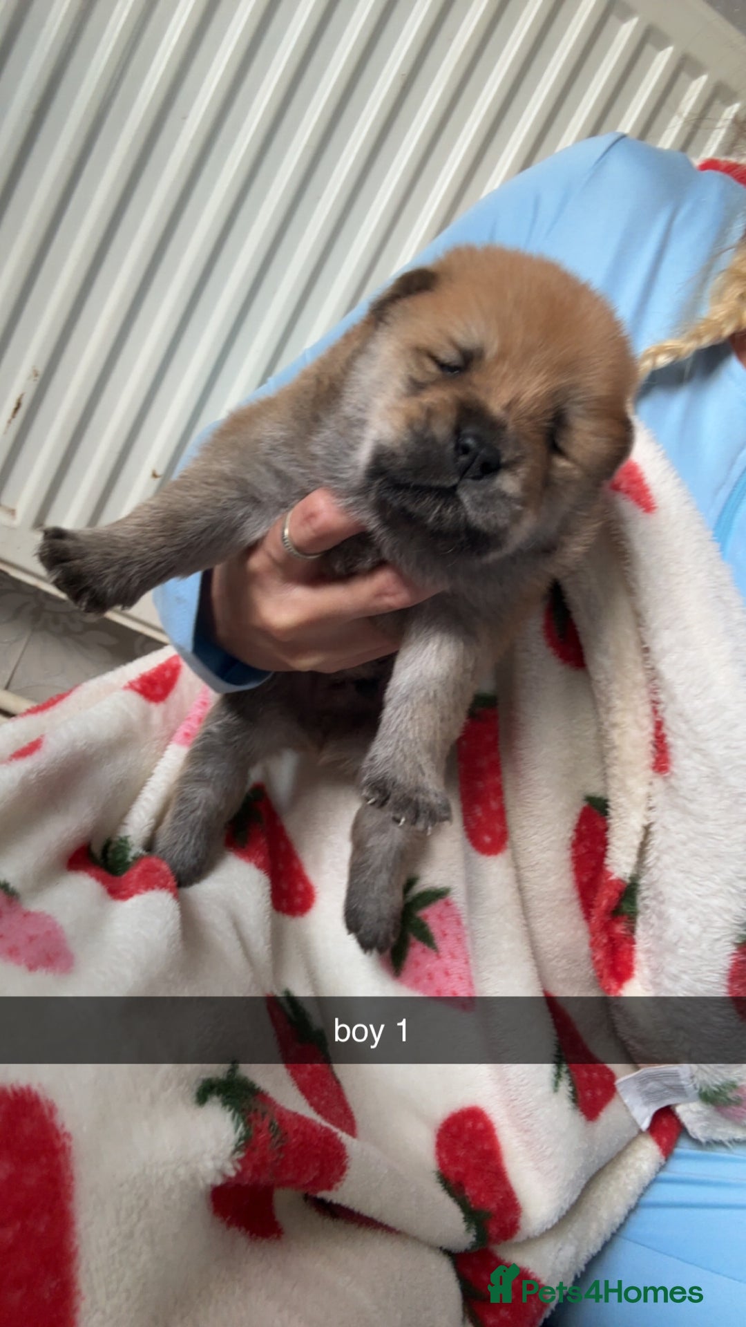 Chow Chow dogs for sale: chow chow puppies  - Image 5