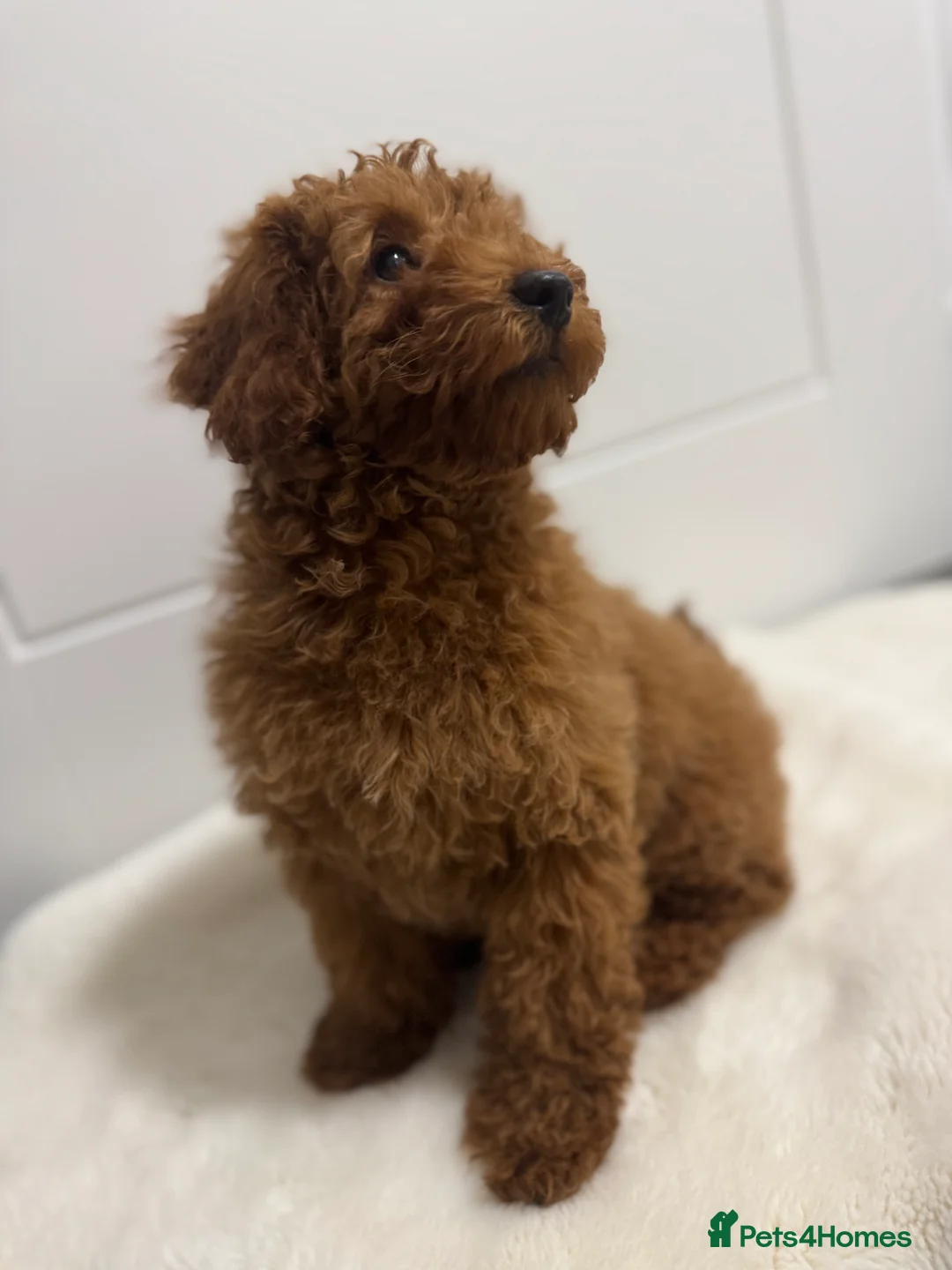 Mixed Breed dogs for sale: Beautiful Miniature Poodle - Advert 4