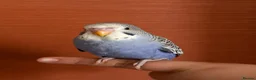 Budgerigars birds for sale:  2 Budgies for Sale  - Advert 4