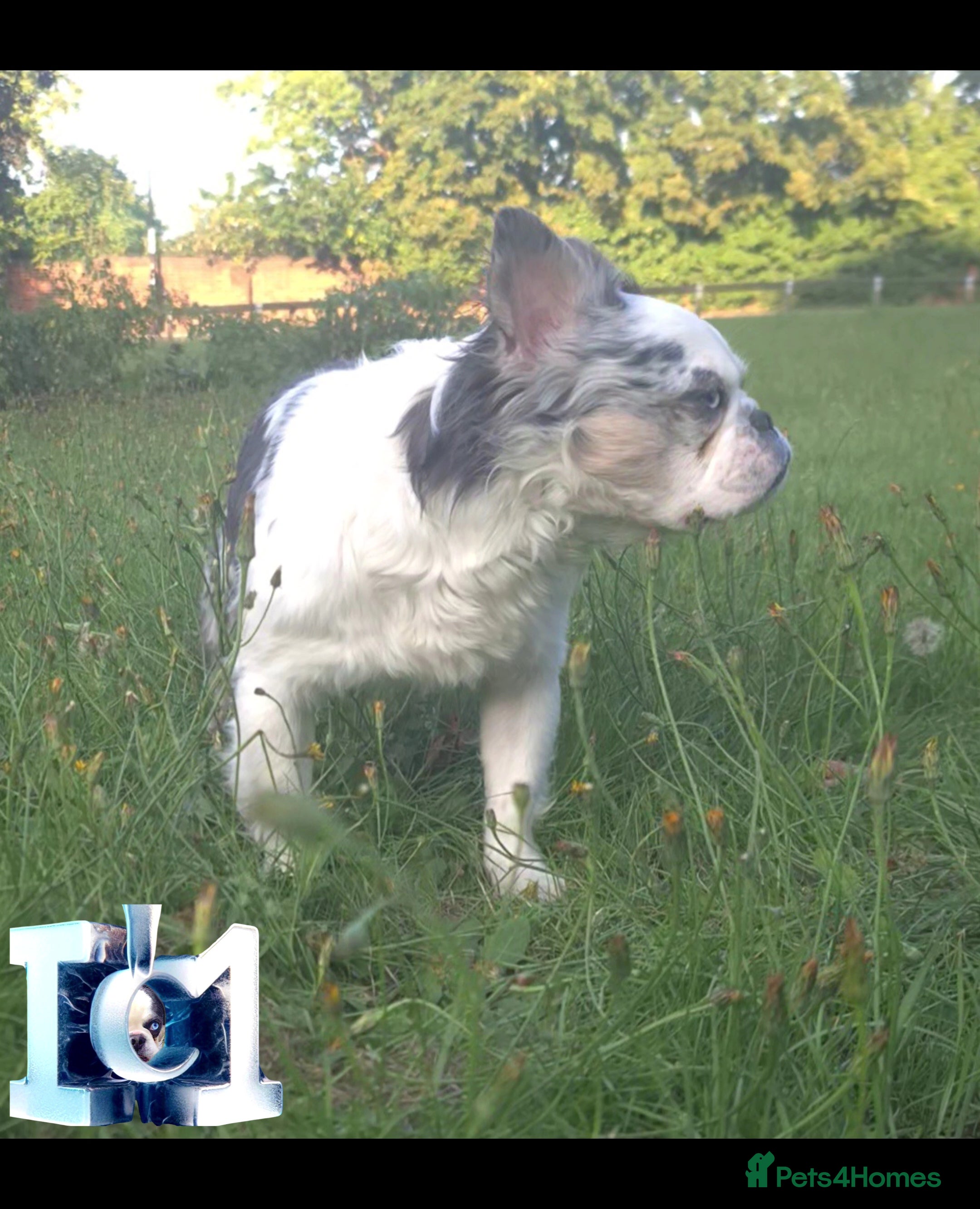 French Bulldog dogs 🐾 IC1 – Visual Fluffy🧸 | Proven Stud✅️ 🎨✨ in Beckenham - Advert 10