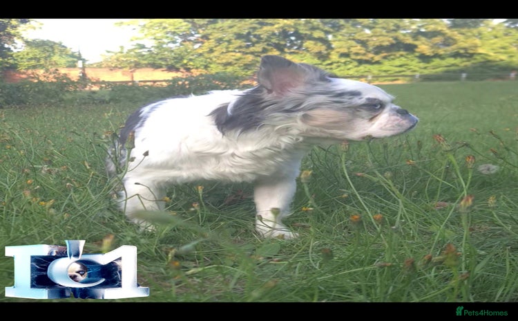 French Bulldog dogs in Beckenham - Advert 15