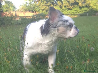 French Bulldog dogs in Beckenham - Advert 11