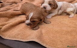 Cavalier King Charles Spaniel dogs for sale: Stunning cavalier puppies  - Image 9