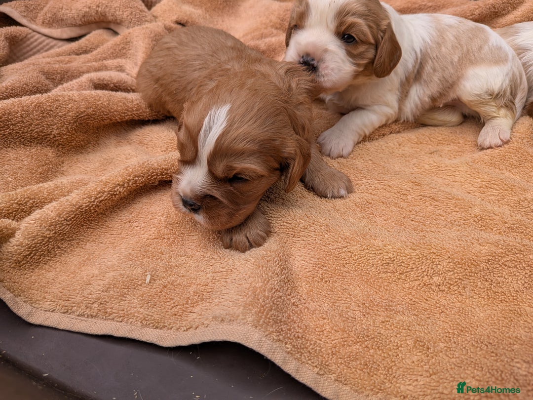 Cavalier King Charles Spaniel dogs for sale: Stunning cavalier puppies  - Image 9