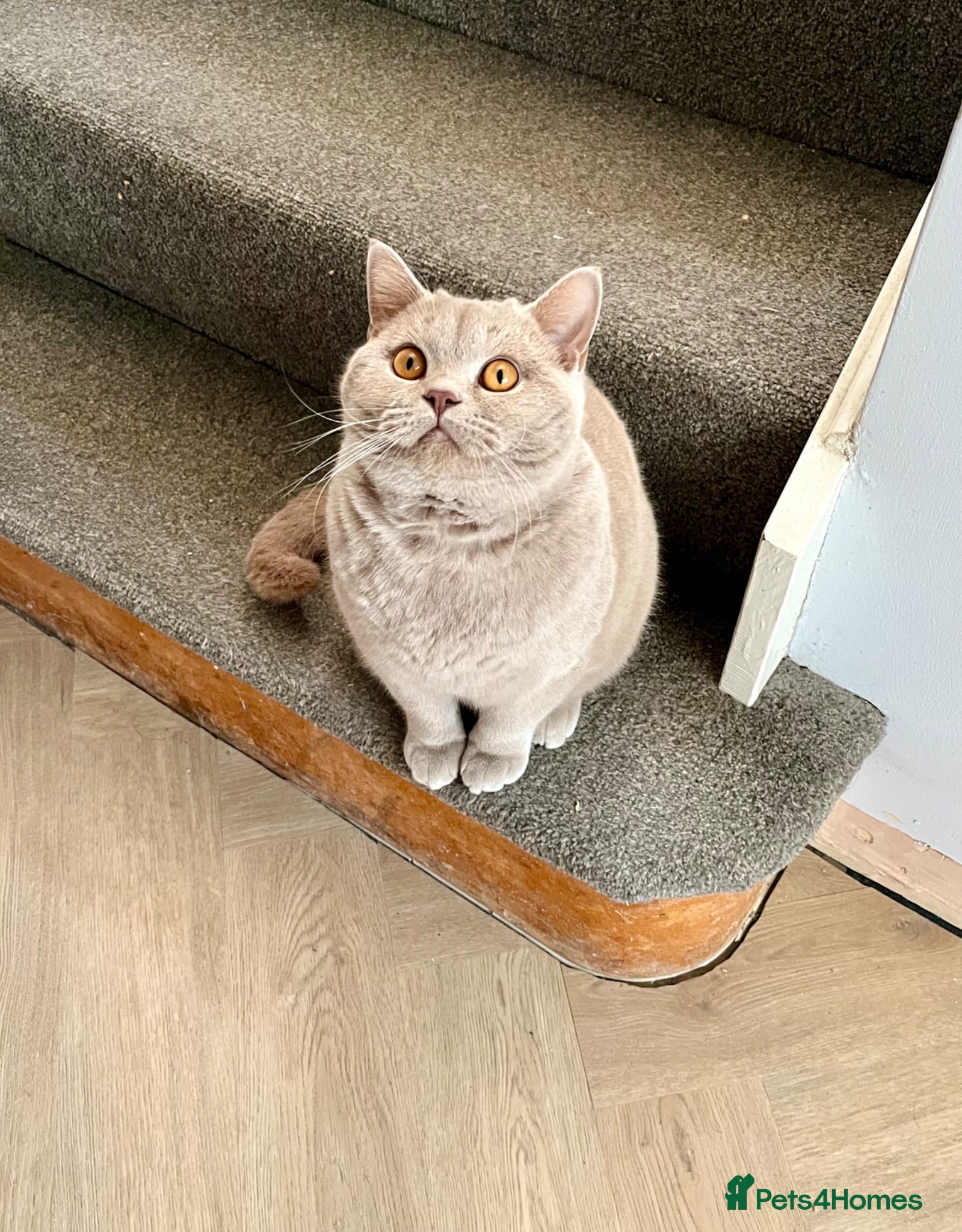 British Shorthair cats ♥️ Beautiful Lilac British Shorthair Boy ♥️ - Advert 1