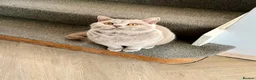 British Shorthair cats for sale: ♥️ Beautiful Lilac British Shorthair Boy ♥️ - Advert 1